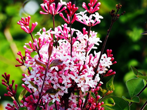 Alyva smulkialapė ,Superba' (lot. Syringa microphylla) Alyva smulkialapė ,Superba' (lot. Syringa microphylla)